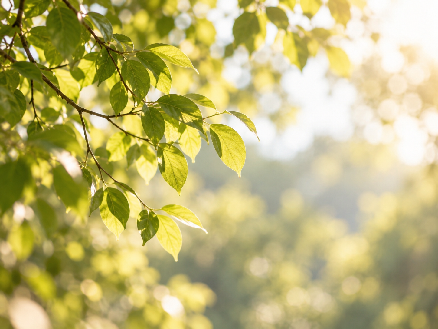 Calm therapy website image